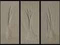 Michael Hilton - Three Trees in the Sand