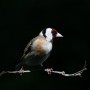 thumbs_Mary-Dolan_Goldfinch