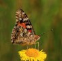 John-Dennis_Painted-Lady